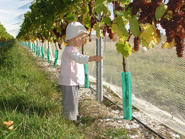 Daniel and Ursula's son Thomas amongst their five-star Pinot Gris vines
